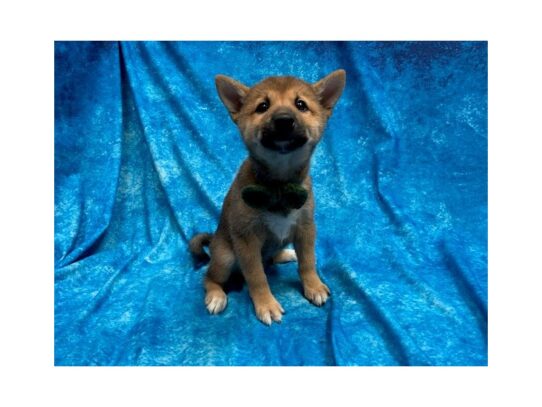 Shiba Inu DOG Male Red 13870 Petland Pensacola, Florida