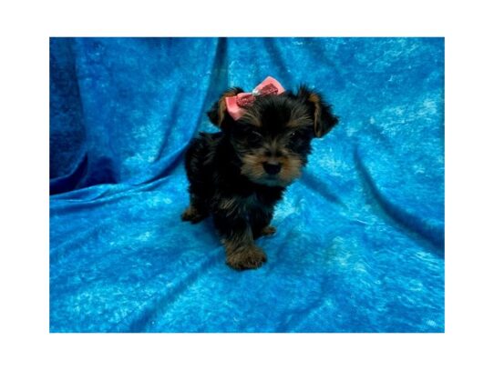 Yorkshire Terrier DOG Female Black / Tan 13866 Petland Pensacola, Florida