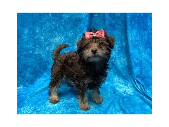 Schnoodle DOG Female Chocolate 13871 Petland Pensacola, Florida