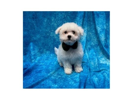 Bichon Frise DOG Male White 13876 Petland Pensacola, Florida