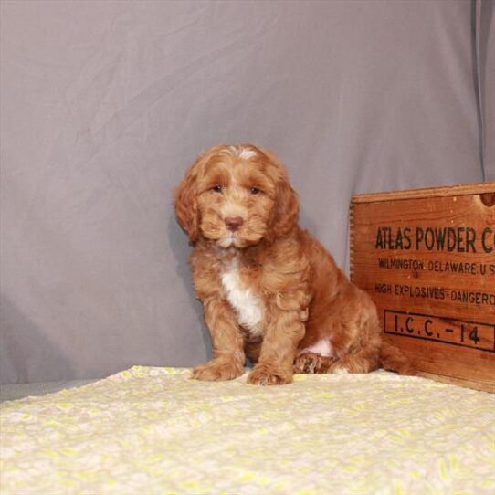 Goldendoodle Mini 2nd Gen-DOG-Male-Red-1180-Petland Pensacola, Florida