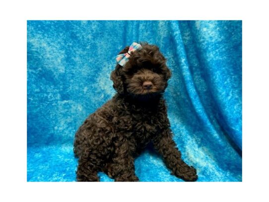 Cock A Poo DOG Female Chocolate 13882 Petland Pensacola, Florida