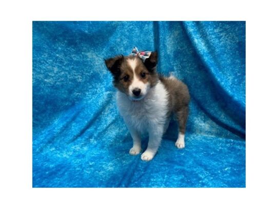 Shetland Sheepdog DOG Female Sable / White 13877 Petland Pensacola, Florida