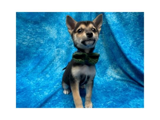 Shiba Inu DOG Male Black / Tan 13883 Petland Pensacola, Florida