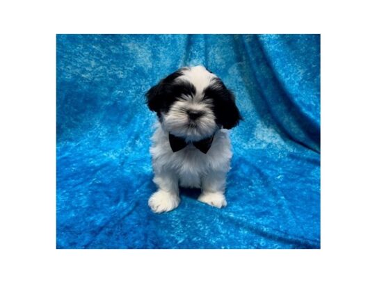 Shih Tzu DOG Male White / Gold 13878 Petland Pensacola, Florida