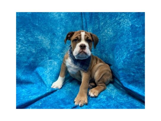 Victorian Bulldoge DOG Male Fawn / White 13879 Petland Pensacola, Florida