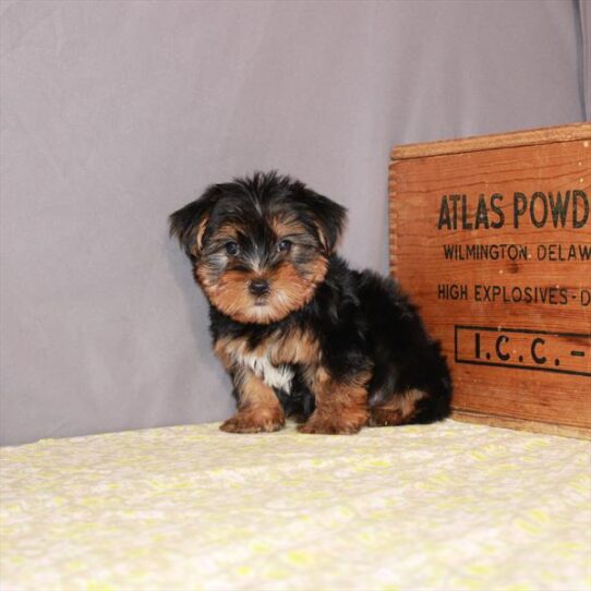 Yorkshire Terrier DOG Male Black / Tan 1183 Petland Pensacola, Florida