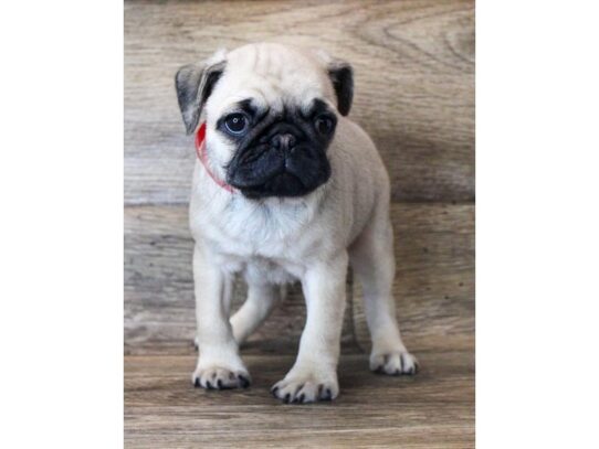 Pug DOG Female Fawn 13889 Petland Pensacola, Florida