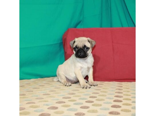 Pug DOG Male Fawn 13890 Petland Pensacola, Florida