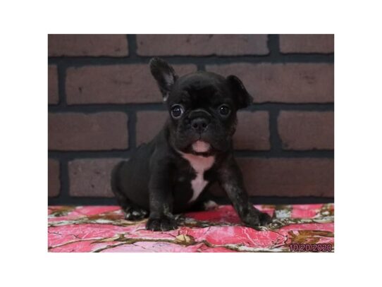 French Bulldog DOG Female Black 13899 Petland Pensacola, Florida