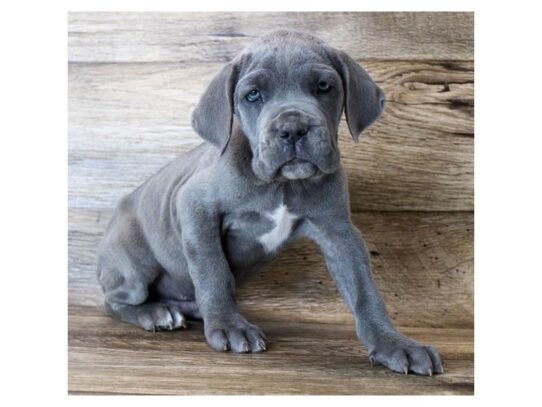 Neapolitan Mastiff DOG Male Blue 13903 Petland Pensacola, Florida