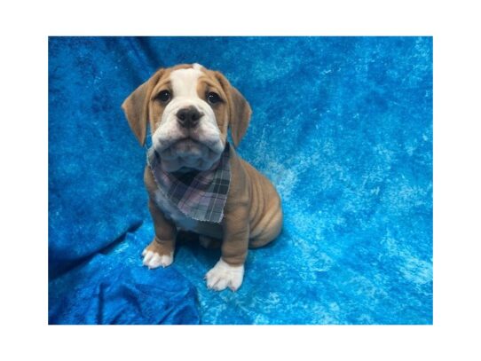 Bulldog/Bulldog-Beagle-DOG-Female-Red / White-13898-Petland Pensacola, Florida