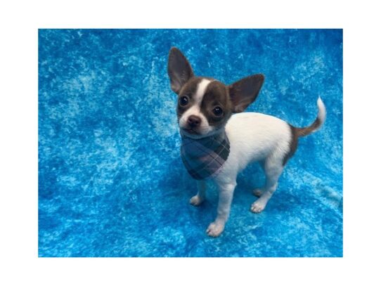 Chihuahua DOG Female White 13900 Petland Pensacola, Florida