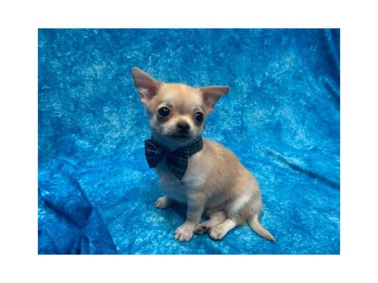 Chihuahua DOG Male Fawn 13901 Petland Pensacola, Florida