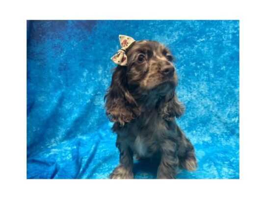 Cocker Spaniel DOG Female Chocolate Roan 13888 Petland Pensacola, Florida