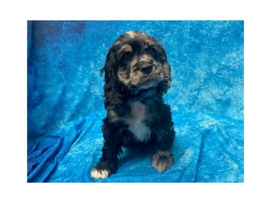 Cocker Spaniel DOG Male Blue Roan 13902 Petland Pensacola, Florida