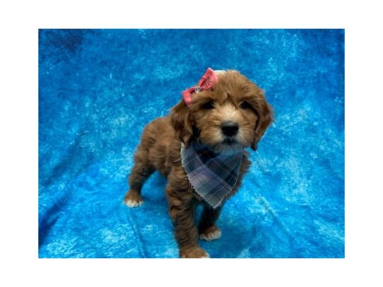 Goldendoodle Mini DOG Female Red 13894 Petland Pensacola, Florida