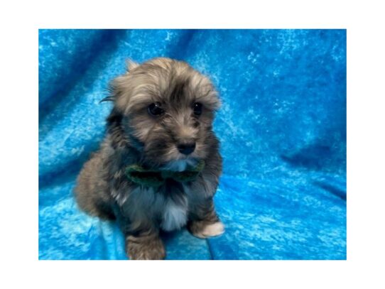 Havanese DOG Male Sable 13905 Petland Pensacola, Florida