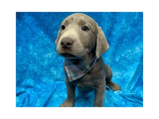 Labrador Retriever DOG Female Silver 13892 Petland Pensacola, Florida