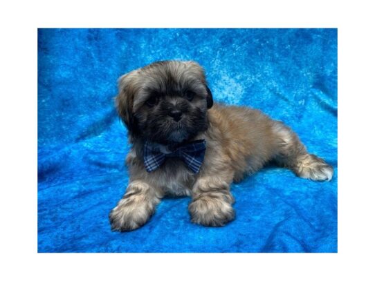 Lhasa Apso DOG Male Golden 13907 Petland Pensacola, Florida