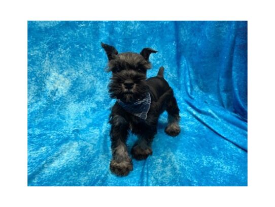 Miniature Schnauzer-DOG-Male-Salt / Pepper-13893-Petland Pensacola, Florida