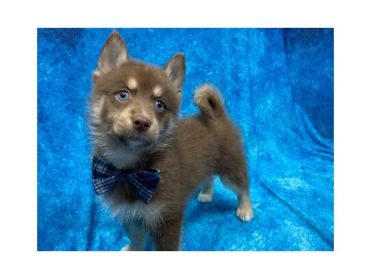 Pomsky DOG Male Chocolate / Tan 13896 Petland Pensacola, Florida