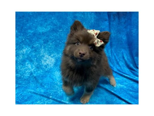 Pomsky 2nd Gen-DOG-Female-Chocolate / Tan-13895-Petland Pensacola, Florida