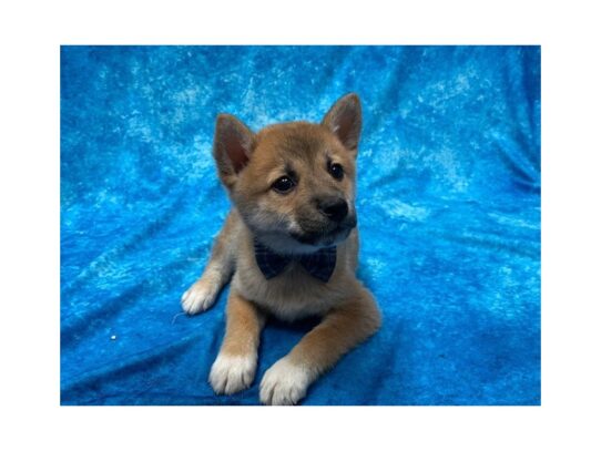 Shiba Inu DOG Male Red Sesame 13891 Petland Pensacola, Florida