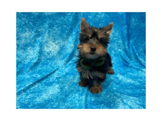 Silky Terrier-DOG-Male-Black/Tan-13906-Petland Pensacola, Florida