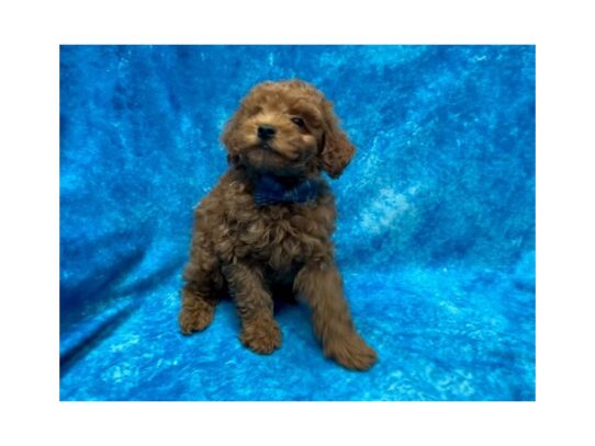 Poodle DOG Male Red 13897 Petland Pensacola, Florida