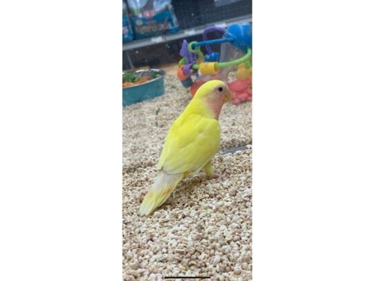 lovebird-BIRD--Peach Face-13908-Petland Pensacola, Florida