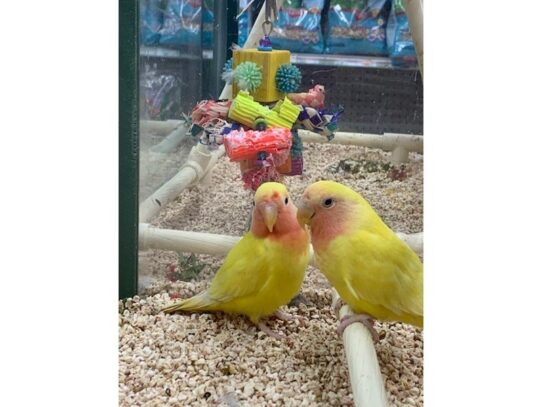 lovebird-BIRD--Peach Face-13909-Petland Pensacola, Florida