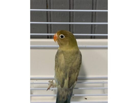 lovebird-BIRD--dilute olive-13910-Petland Pensacola, Florida