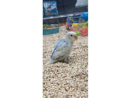 lovebird-BIRD--Pied Mauve-13911-Petland Pensacola, Florida