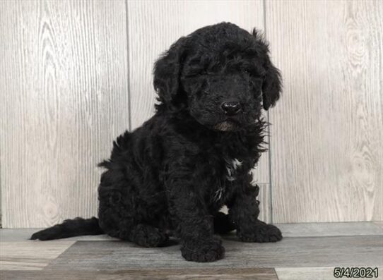 Mini Goldendoodle DOG Male Black 1191 Petland Pensacola, Florida