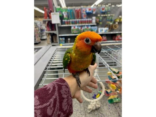 Jenday Conures-BIRD---13912-Petland Pensacola, Florida