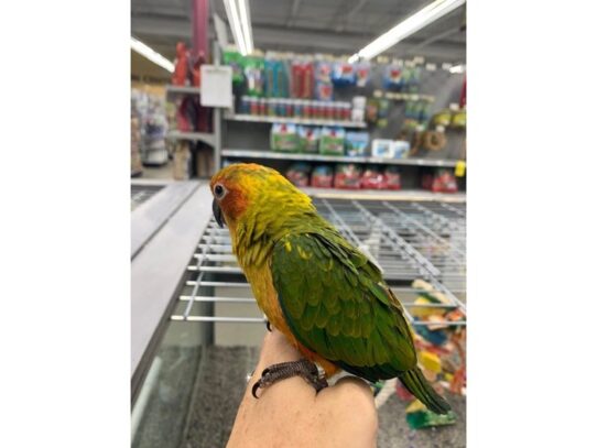 Jenday Conures-BIRD---13913-Petland Pensacola, Florida