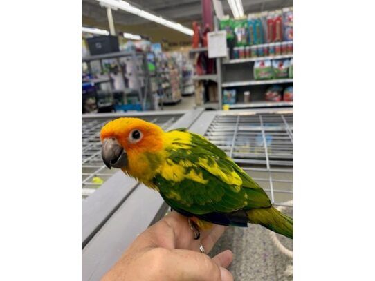 Sun Conure BIRD 13914 Petland Pensacola, Florida