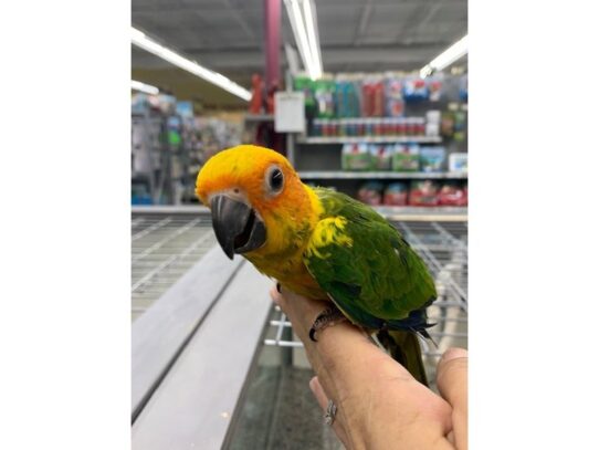 Sun Conure-BIRD---13915-Petland Pensacola, Florida