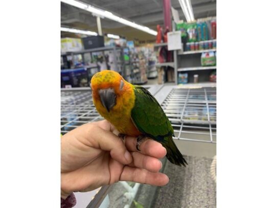 Sun Conure-BIRD---13916-Petland Pensacola, Florida