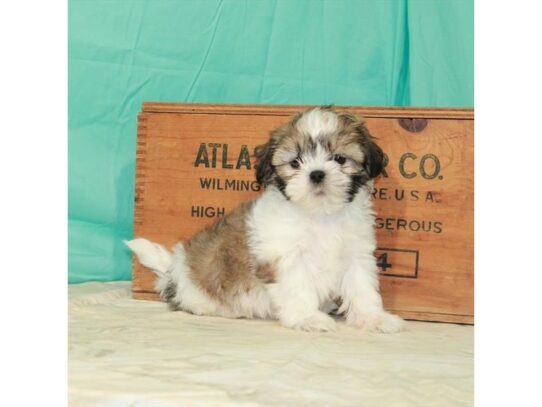 Shih Tzu DOG Male White / Gold 13919 Petland Pensacola, Florida