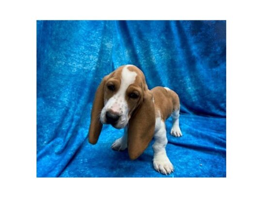 Basset Hound DOG Female Red / White 13923 Petland Pensacola, Florida