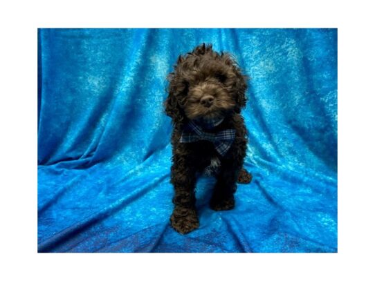 Poodle/Cocker Spaniel DOG Male Chocolate 13921 Petland Pensacola, Florida