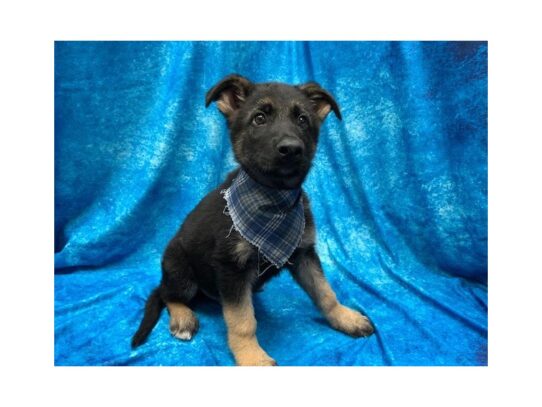 German Shepherd Dog DOG Male Black / Tan 13925 Petland Pensacola, Florida