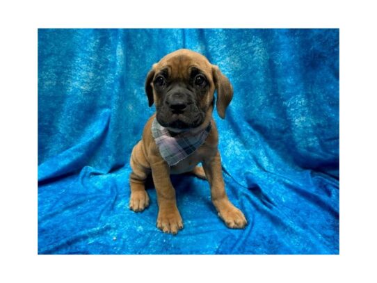 Cane Corso DOG Female Fawn 13936 Petland Pensacola, Florida