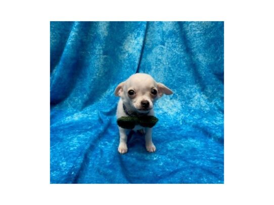 Chihuahua-DOG-Male-White-13929-Petland Pensacola, Florida