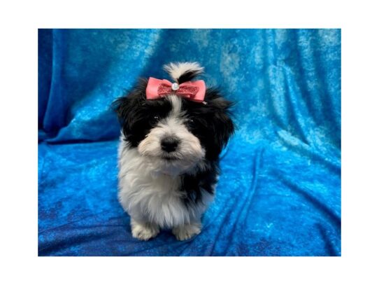 Havanese DOG Female Black / White 13931 Petland Pensacola, Florida