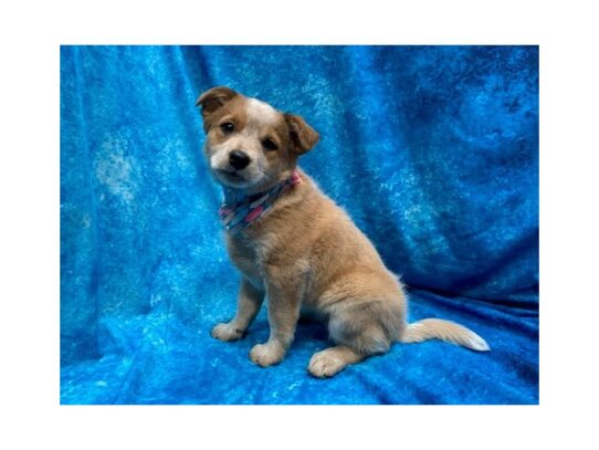 Heeler DOG Female Red 13920 Petland Pensacola, Florida