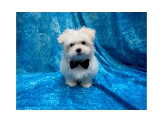 Maltese DOG Male White 13928 Petland Pensacola, Florida