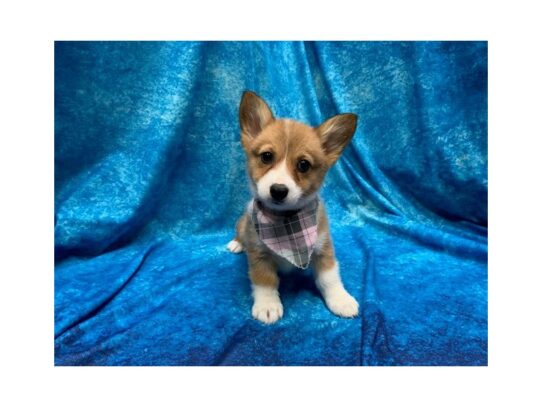 Pembroke Welsh Corgi DOG Female Red / White 13924 Petland Pensacola, Florida